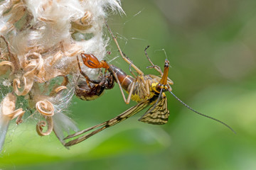 Spinne sitzt auf einer Blüte und frisst eine Gemeine Skorpionsfliege.   
