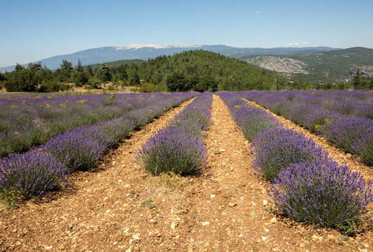 Lavender field near Salt and Mont Ventoux in the background. Provence, France
