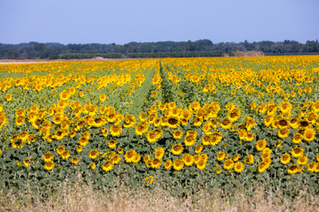 Obraz premium Sunflowers field near Arles in Provence, France