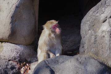 猿 表情 冬 猿山 monkey