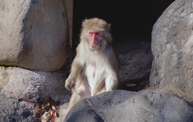 猿 表情 冬 猿山 monkey