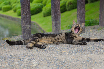 ねこ ネコ 猫 大あくび 子猫 かわいい cat 仕草 日常
