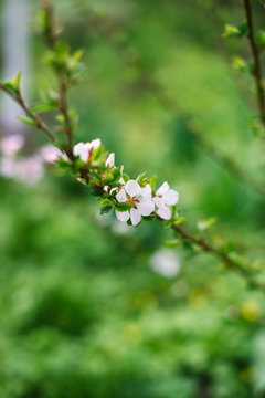 Blossoming branch with blurred background. Spring concept