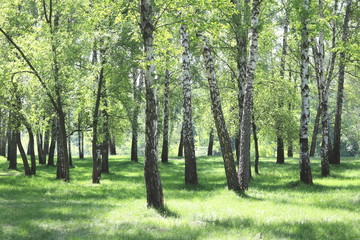 Fototapeta na wymiar Beautiful birch trees with white birch bark in birch grove with green birch leaves in early summer