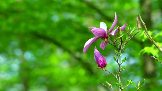 Beautiful pink and white flowers bloom of a magnolia. Frames of magnolia flowers. Sunlight shining with the flowers of a magnolia tree. Magnolias close-up in the garden in spring.