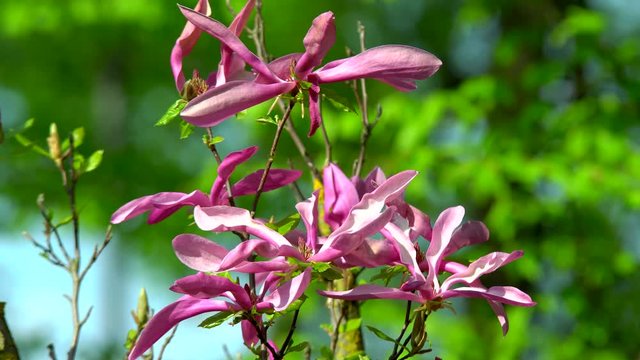 Beautiful pink and white flowers bloom of a magnolia. Frames of magnolia flowers. Sunlight shining with the flowers of a magnolia tree. Magnolias close-up in the garden in spring.