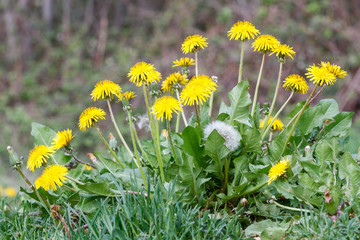 Diente de León, Achicoria Amarga. Taraxacum officinale.