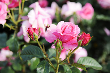 ピンクのバラ