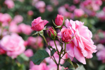 ピンクのバラ