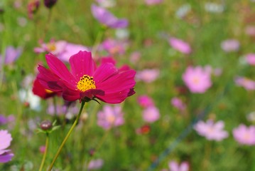 cosmos flowers background nature field 