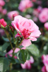 Obraz premium ピンクのバラ