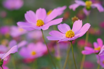 Obraz premium pink cosmos flower blooming in the field 