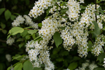 Blühende Traubenkirsche
