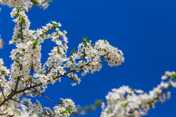 beautiful closeup cherry tree branch in a white blossom on a blue sky background