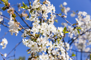 Spring cherry blossom in full bloom, blue sky background
