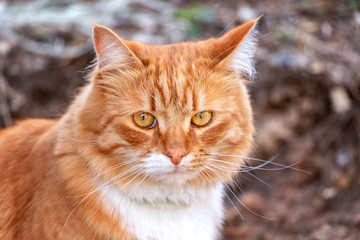 Abandoned red fluffy cat homeless on the street, looking at the camera