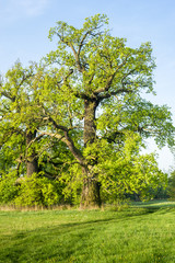 Dęby w Rogalinie. Wiosna