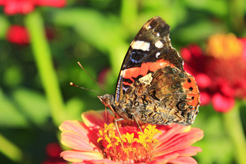 Macro of butterfly Vanessa atalanta collecting nectar on the zinnia
