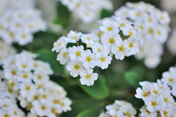 Spiraea flower. white spiraea flower.