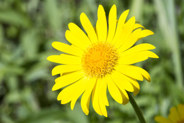 Obraz premium Yellow Glebionis segetum Flower Close Up.