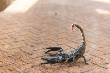 venom of scorpion is the end of tail