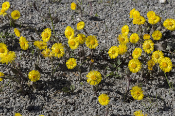 Tussilago farfara Close up
