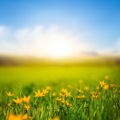 Fototapeta premium beautiful green field with flowers at the sunset