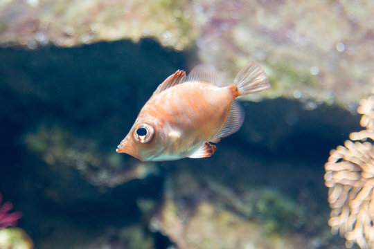 Capros aper - Pesce cinghiale