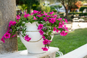 Greek garden decoration with a small olive tree in 