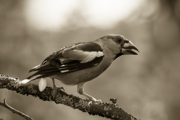 Coccothraustes (Fringillidae) on the branch of tree in a forest. Blurred natural background. Selective focus. Toned