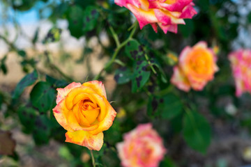 Spring flowers in Halkidiki, Greece