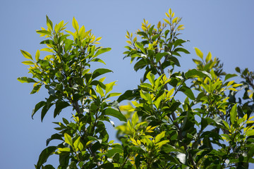 Young Leaf of  Indian cork tree