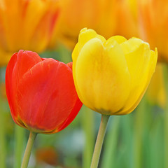 Eine rote und eine gelbe Tulpe vor einem Hintergrund aus unscharfen Bl&uuml;ten