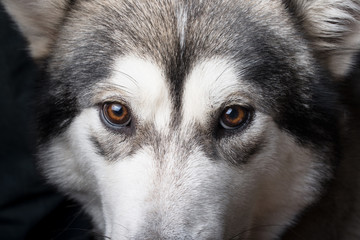 Dog breed alaskan malamute portrait close up. Shallow depth of field. Selective focus
