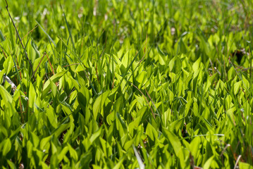 Wiosenna zieleń © podlaski49