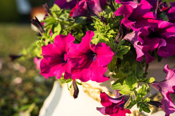 Spring flowers in Halkidiki, Greece