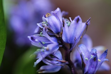 Soft closeup of bluebell flower with selective detail, soft perspective