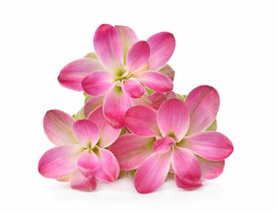 Obraz premium Flower on white background