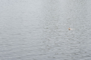 Lonely Duke on the Lake
