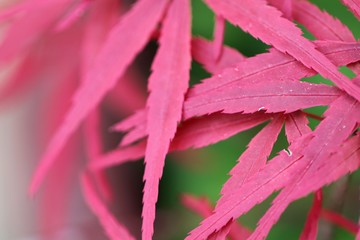 Macro picture of Japanese acer tree leaves in bright pink colour, soft green background