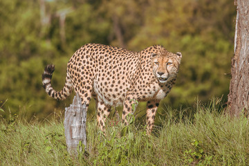 African cheetah, Masai Mara National Park, Kenya, Africa. Cat in nature habitat. Greeting of cats (Acinonyx jubatus)	