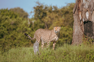 African cheetah, Masai Mara National Park, Kenya, Africa. Cat in nature habitat. Greeting of cats (Acinonyx jubatus)	