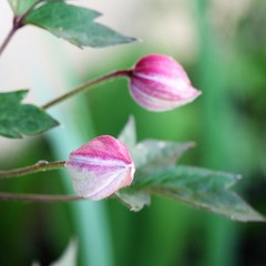 Close up of Clematis flower buds, soft perspective, blurry background 