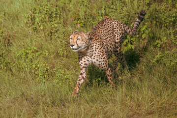 African cheetah, Masai Mara National Park, Kenya, Africa. Cat in nature habitat. Greeting of cats (Acinonyx jubatus)	