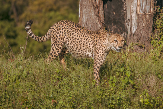 African cheetah, Masai Mara National Park, Kenya, Africa. Cat in nature habitat. Greeting of cats (Acinonyx jubatus)	