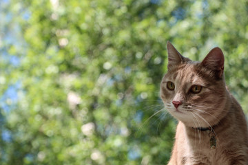 Очаровательный рыжий кот на фоне зелёного леса