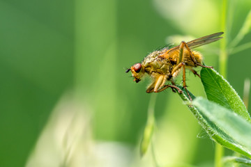 Gelbe Dungfliege vor grünem unscharfem Hintergrund