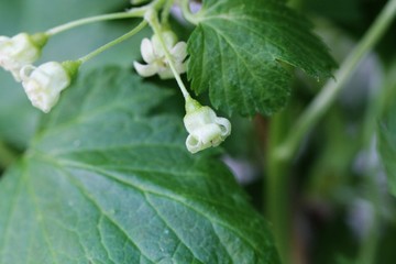 Blackcurrant flowers, closeup, macro picture, side view, blurry background of foilage