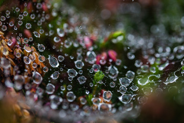 Drops of dew on a cobweb.