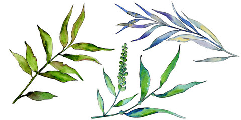 Willow branches in a watercolor style isolated. Aquarelle leaf for background, texture, wrapper pattern, frame or border. © yanushkov